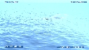 BALEINE A BOSSE, BALEINEAU