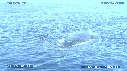BALEINE A BOSSE, BALEINEAU