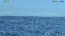 BALEINE A BOSSE