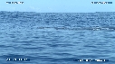 BALEINE A BOSSE, BALEINEAU