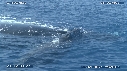 BALEINE A BOSSE, BALEINEAU