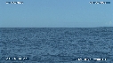 BALEINE A BOSSE, BALEINEAU