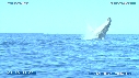 BALEINE A BOSSE, BALEINEAU