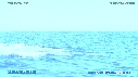 BALEINE A BOSSE, BALEINEAU