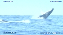 BALEINE A BOSSE, BALEINEAU