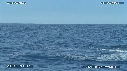 BALEINE A BOSSE, BALEINEAU