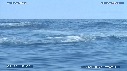 BALEINE A BOSSE, BALEINEAU