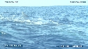 BALEINE A BOSSE, BALEINEAU