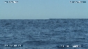 BALEINE A BOSSE, BALEINEAU