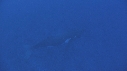 BALEINE A BOSSE, BALEINEAU