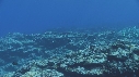 POISSONS CHIRURGIENS