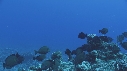 POISSONS CHIRURGIENS