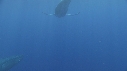 BALEINE, BALEINEAU