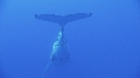 BALEINE A BOSSE, BALEINEAU