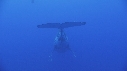 BALEINE A BOSSE, BALEINEAU