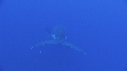 BALEINE A BOSSE, BALEINEAU