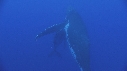 BALEINE A BOSSE, BALEINEAU