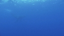 BALEINE A BOSSE, BALEINEAU
