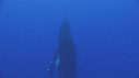 BALEINE A BOSSE, BALEINEAU