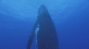 BALEINE A BOSSE, BALEINEAU