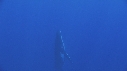 BALEINE A BOSSE, BALEINEAU