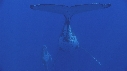 BALEINE A BOSSE, BALEINEAU