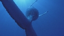 BALEINE A BOSSE, BALEINEAU
