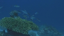 POISSONS FUSILLES