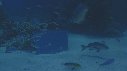 POISSONS, MIROIR