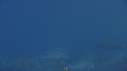 BOLBOS
