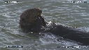 LOUTRE