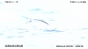 PELICANS