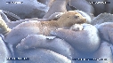 OTARIES