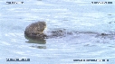 LOUTRE
