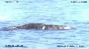 LOUTRE