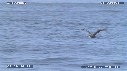 PELICAN