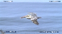 PELICAN