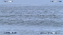 PELICANS