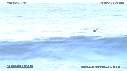 PELICAN