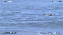 PELICAN