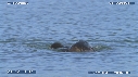 LOUTRE