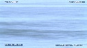 PELICANS