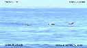 PELICANS