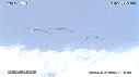 PELICANS