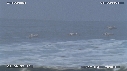 PELICANS