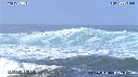 PELICANS