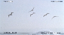 PELICANS