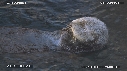 LOUTRE