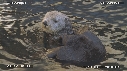 LOUTRE