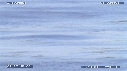 PELICANS